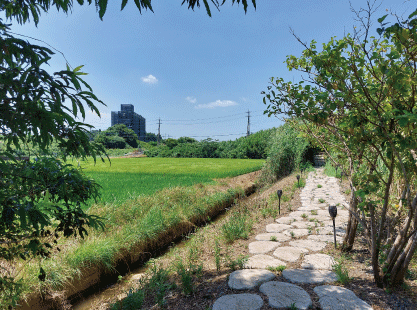 田んぼの風景