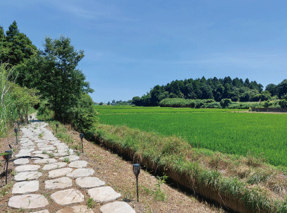 田んぼの風景